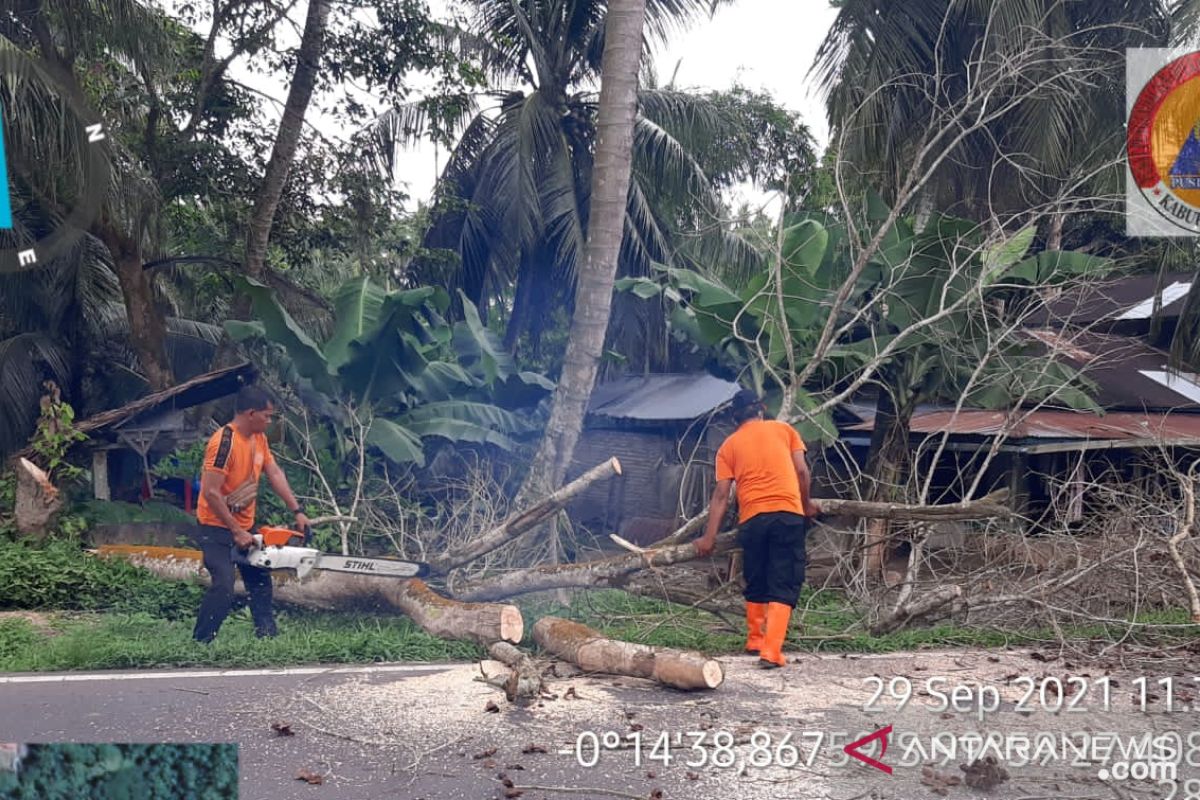 Ada pohon sepanjang jalan nasional di Lubuk Alung Bawan dipotong BPBD Agam, ini tujuannya