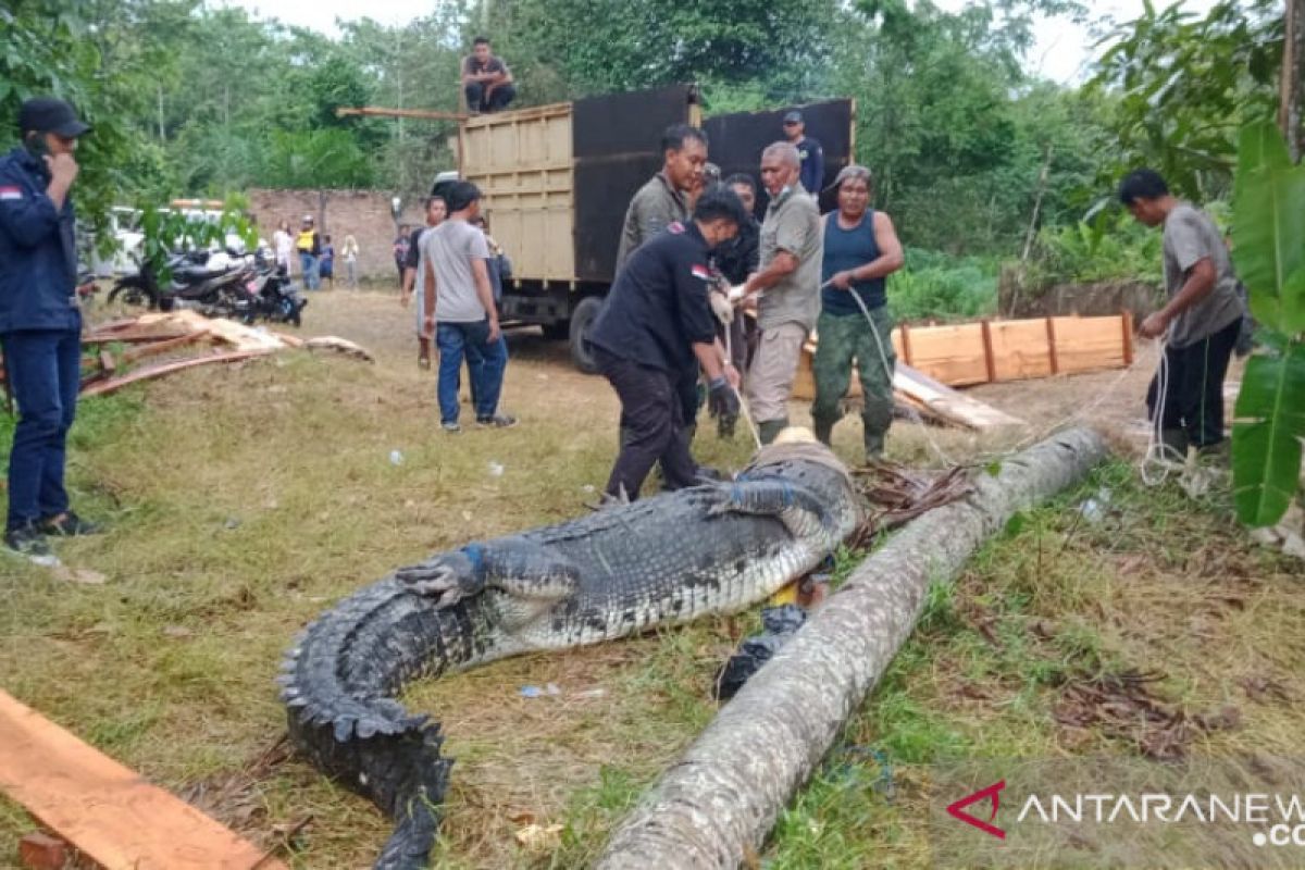 BKSDA Jambi evakuasi 11 ekor buaya dari tempat penangkaran tidak terurus