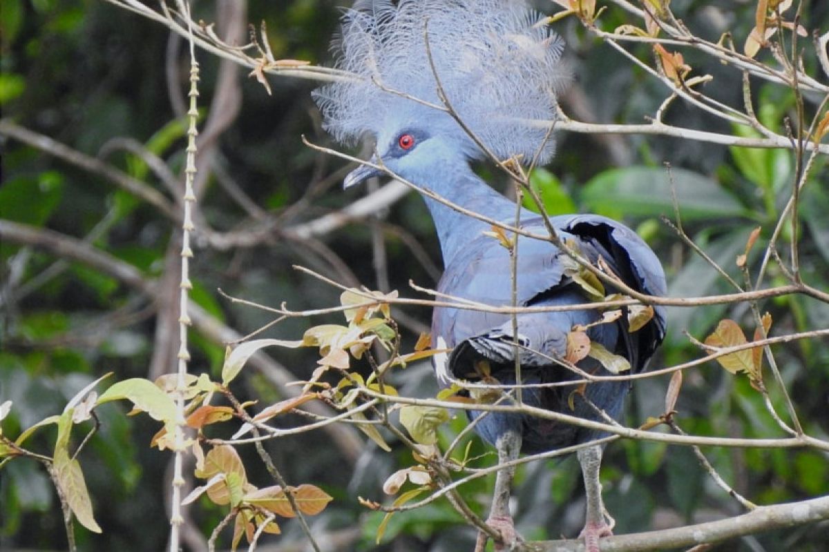 37 burung endemik di Papua dilepas ke alam liar