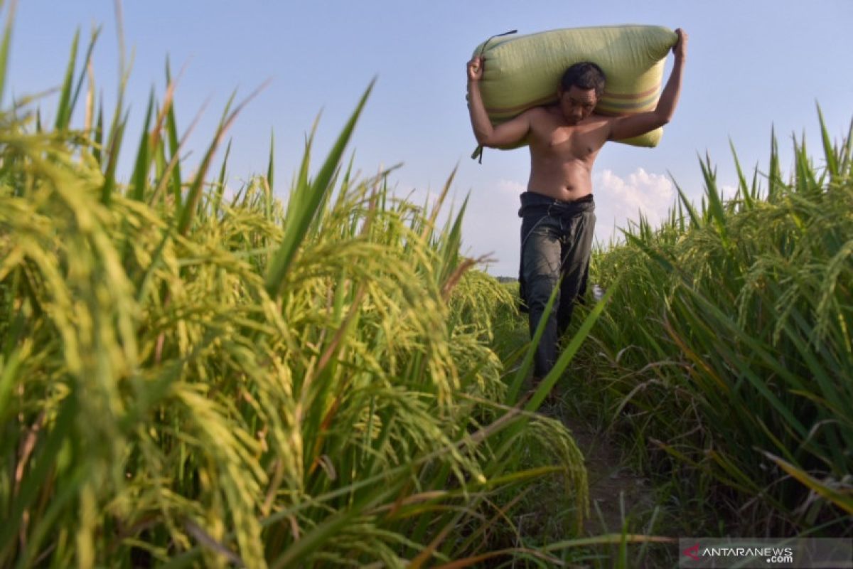 Hari Tani Nasional, kesempatan untuk apresiasi jasa petani lewat beli produk lokal