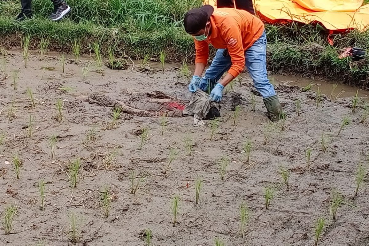 Geger, ada penemuan mayat laki-laki dengan luka lebam di  persawahan Tilatang Kamang