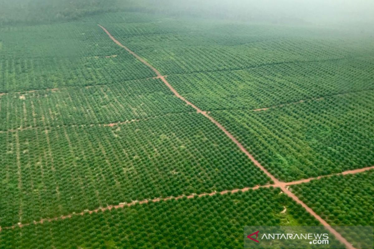 Pemerintah perkenalkan Strategi Jangka Benah guna tata kebun sawit di hutan