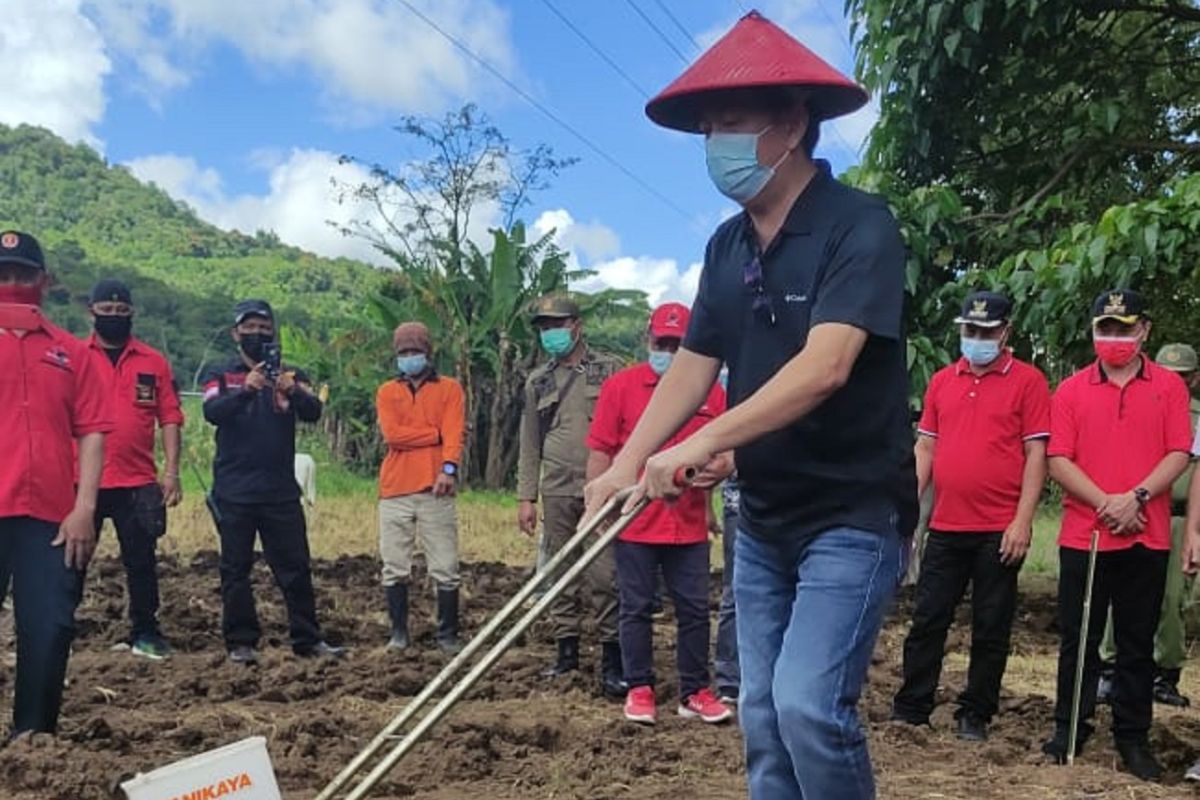 Pemkot Tomohon gunakan teknologi unggul tingkatkan produktivitas jagung