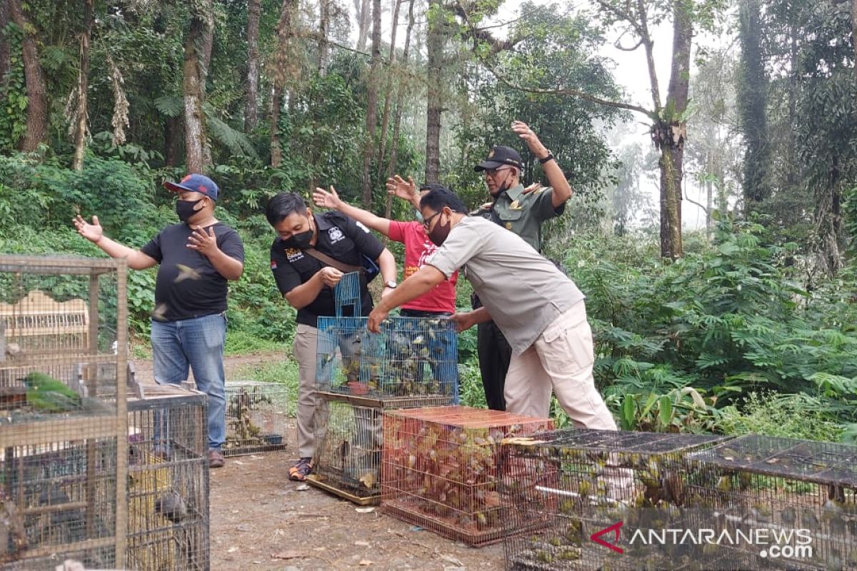 583 burung hasil tangkapan Polres Bukittinggi dilepasliarkan oleh BKSDA