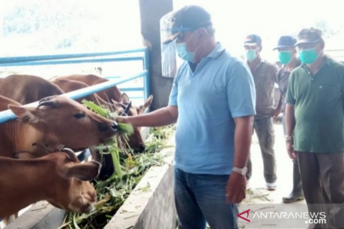 Pemkab Buol  siap tingkatkan populasi sapi capai 50.000 ekor