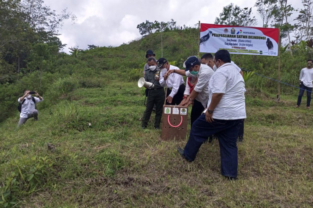 BKSDA Yogyakarta melepasliarkan elang jambul di Gunungkelir