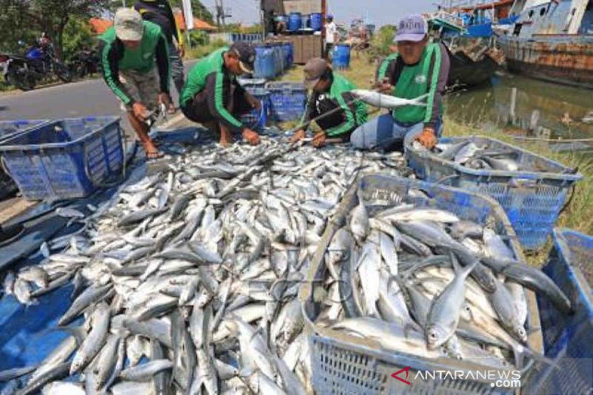 Panen Ikan Bandeng