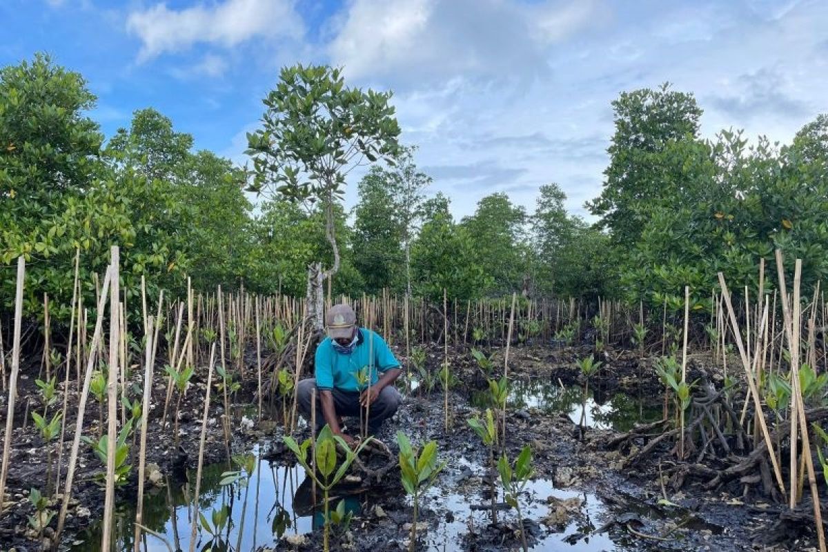 Rehabilitasi mangrove Program PEN dinilai mampu tingkatkan ekonomi masyarakat