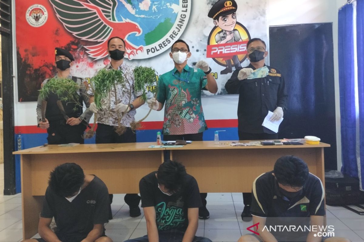 Gawat, perangkat desa ini terlibat peredaran ganja