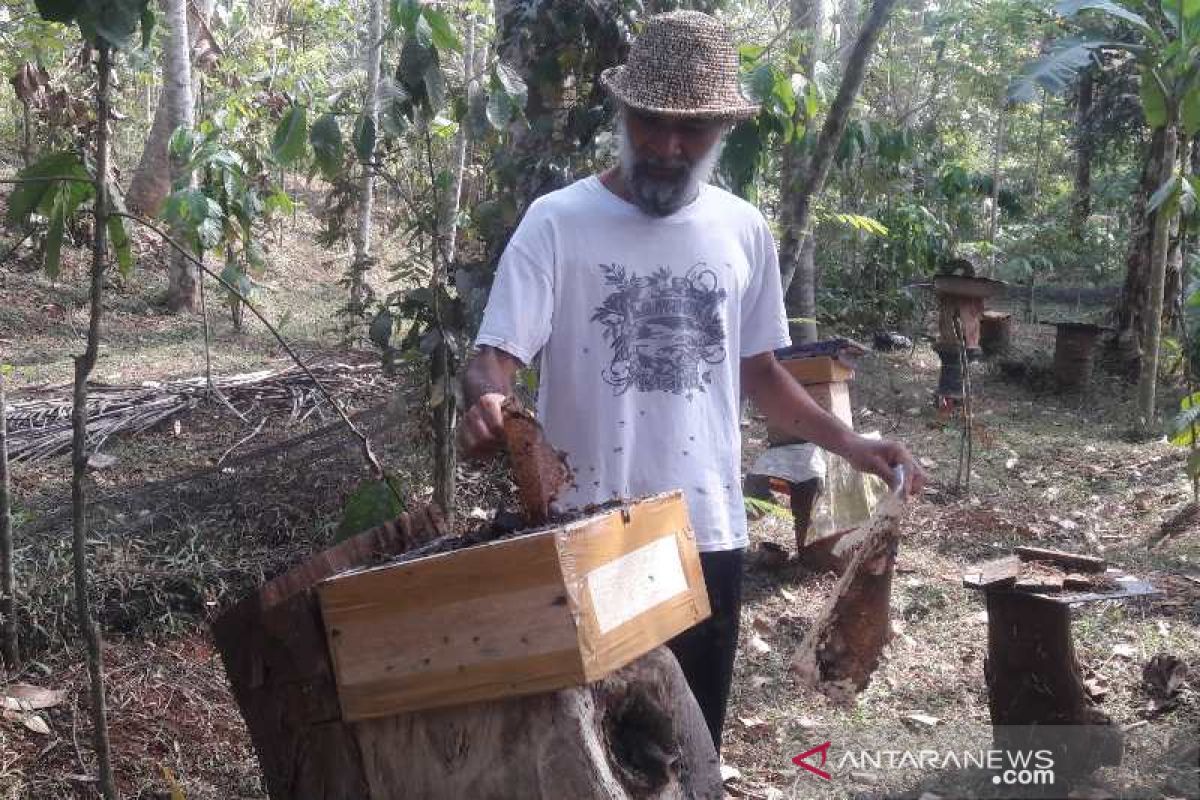 Masa pandemi, permintaan madu klanceng di Temanggung meningkat