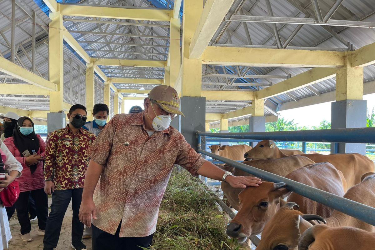 Pemkab Buol  terapkan metode inseminasi buatan genjot kualitas sapi