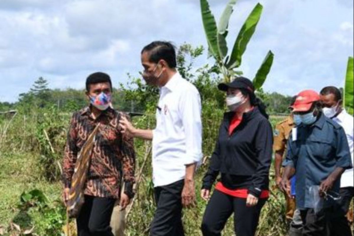 Stafsus Presiden ungkap aksi Jokowi di Papua yang tak terekam kamera