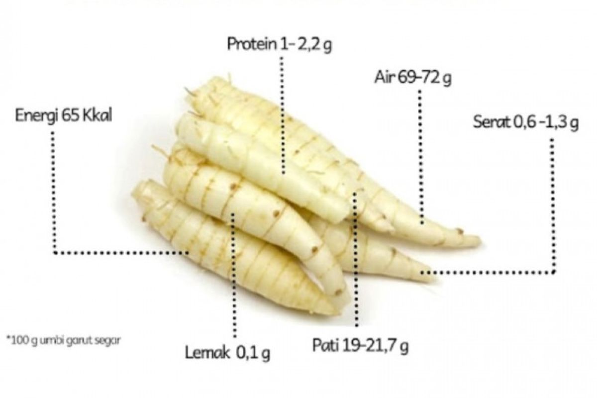 Kementan perkenalkan Umbi Garut untuk pangan hingga kosmetik