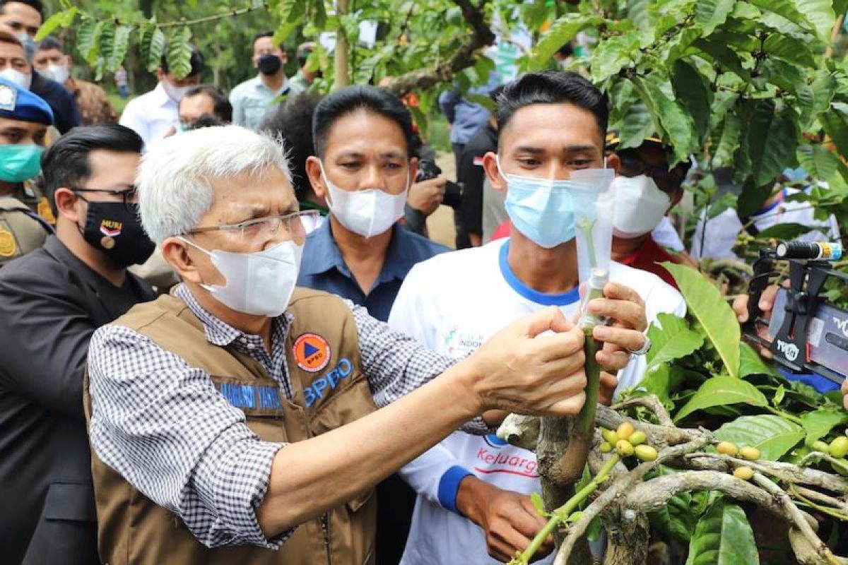 Upaya mendongkrak produksi kopi Sumsel