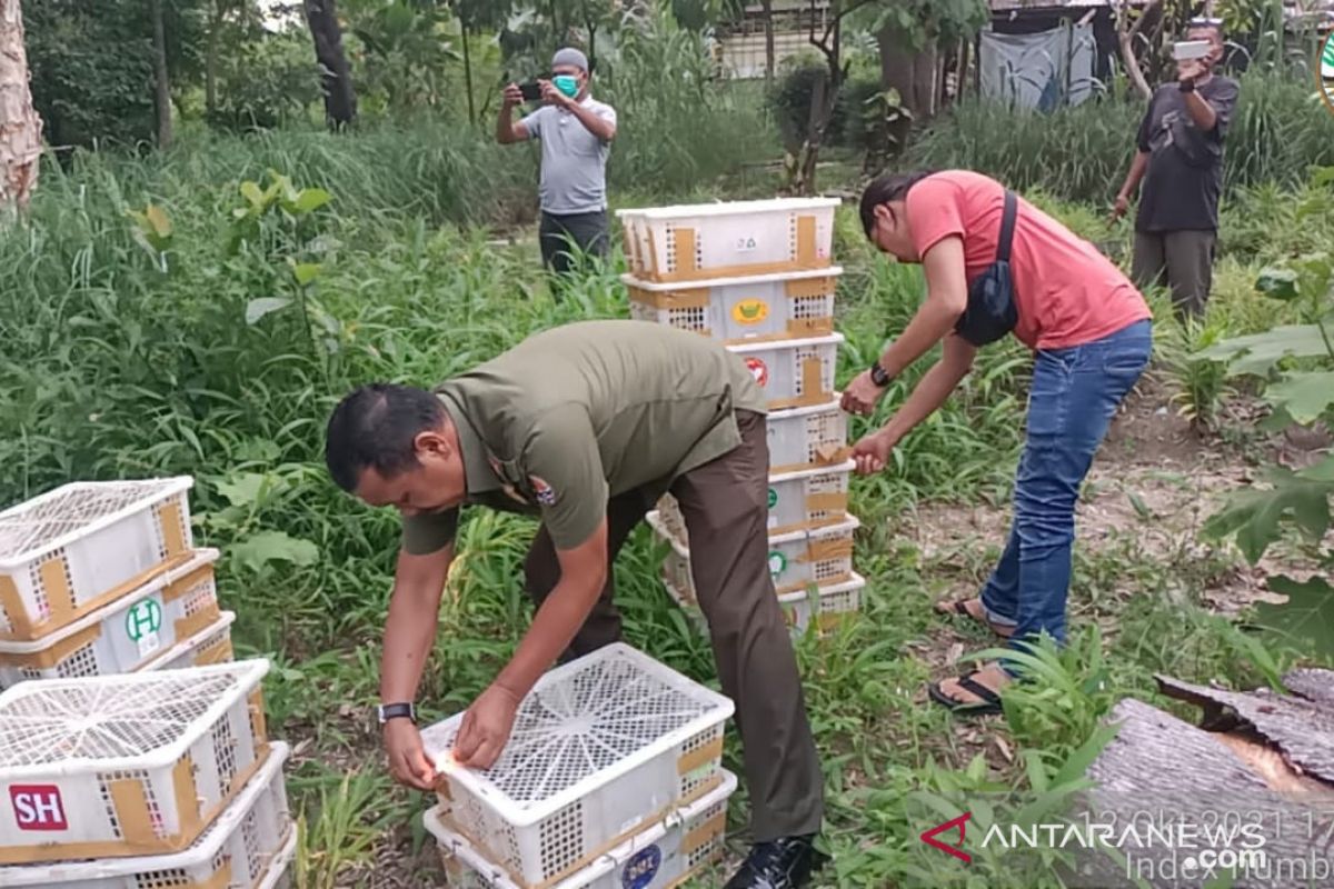 BB KSDA Riau amankan 840 burung ilegal lalu dilepasliarkan