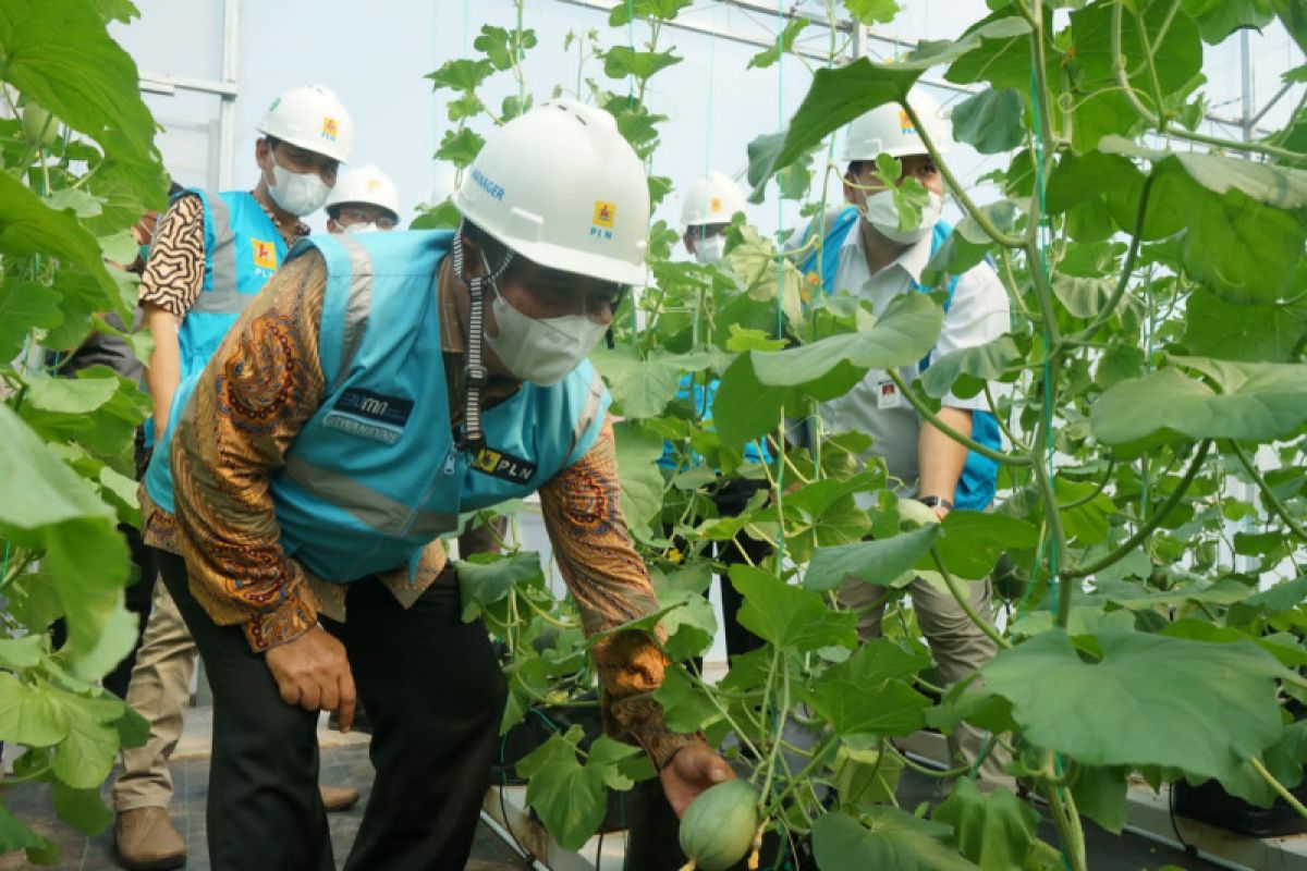 Program Electrifying Agriculture PLN bantu perkebunan melon di Blora