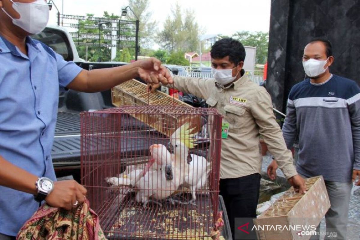 Kejari Dumai terima tersangka penyelundupan hewan