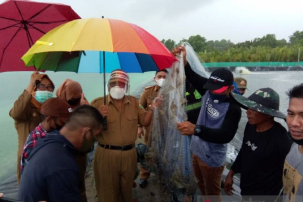 Pemkab Buol  gencar lakukan perluasan tambak udang-ikan