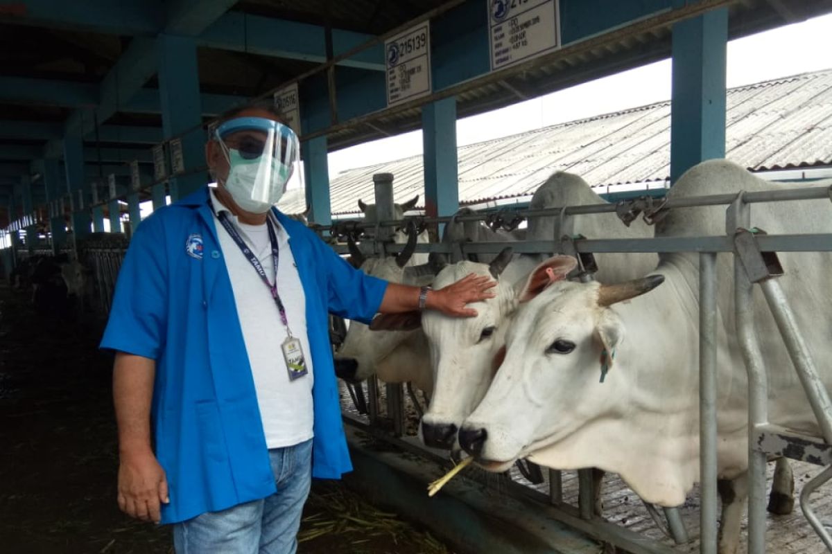 Pemkab Buol  kembangkan peternakan sapi berbasis kelompok