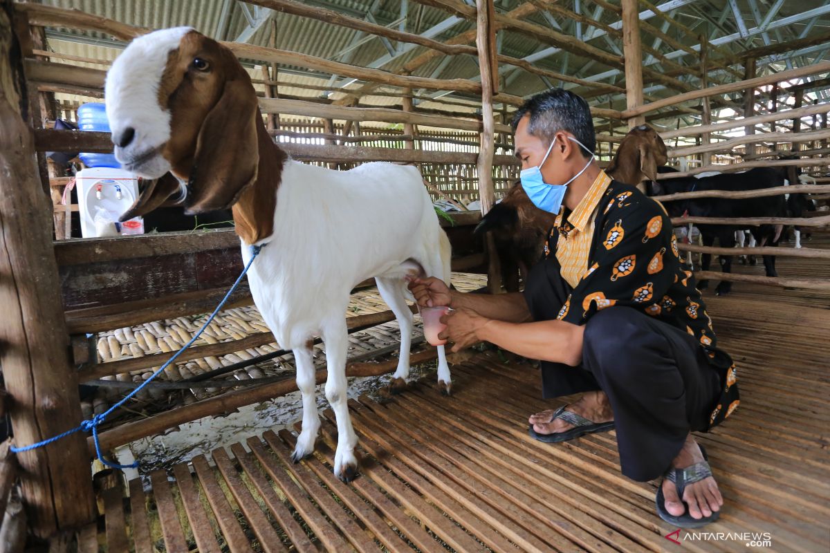 Popularitas susu kambing