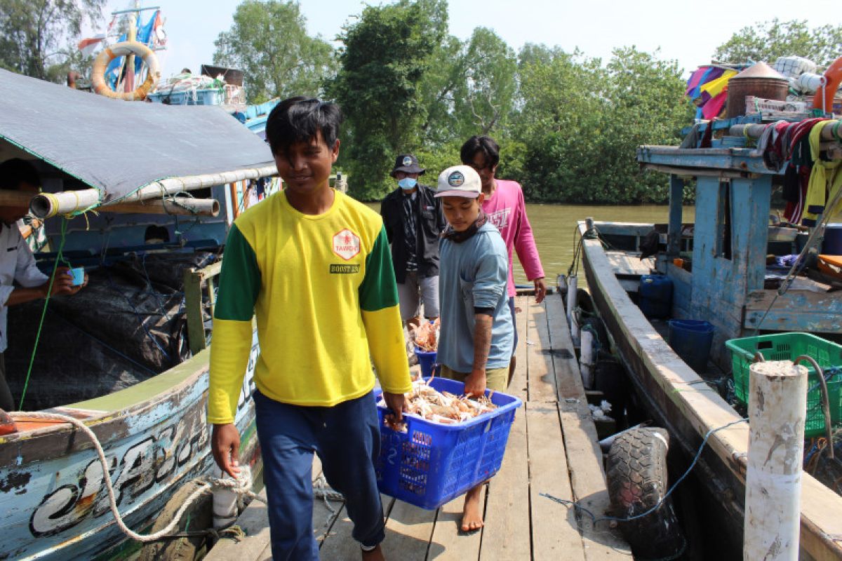 Untaian cara nelayan rangkai keberlanjutan ekosistem rajungan