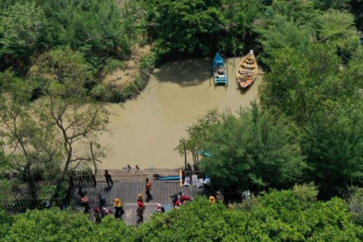 Dua kebun raya mangrove Surabaya mampu serap ribuan ton emisi karbon