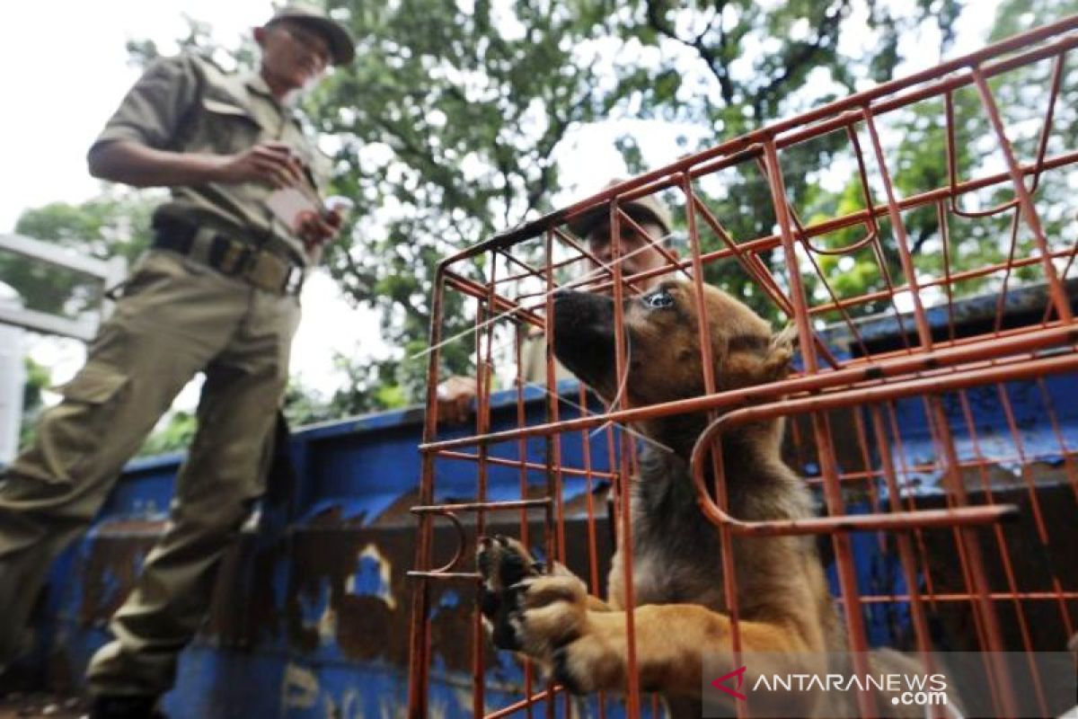 Police raids a truck carrying 226 dogs