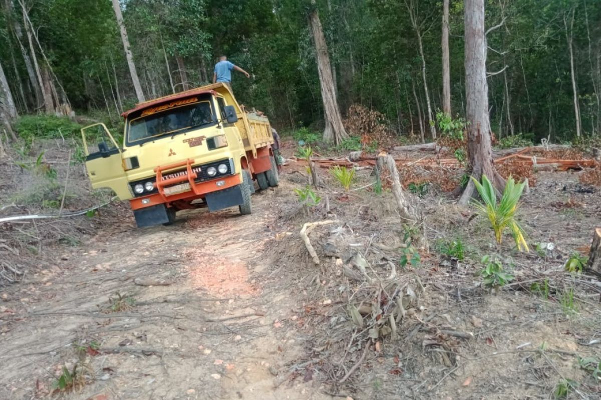 Hutan Gunung Lengkuas Bintan  gundul karena dijarah