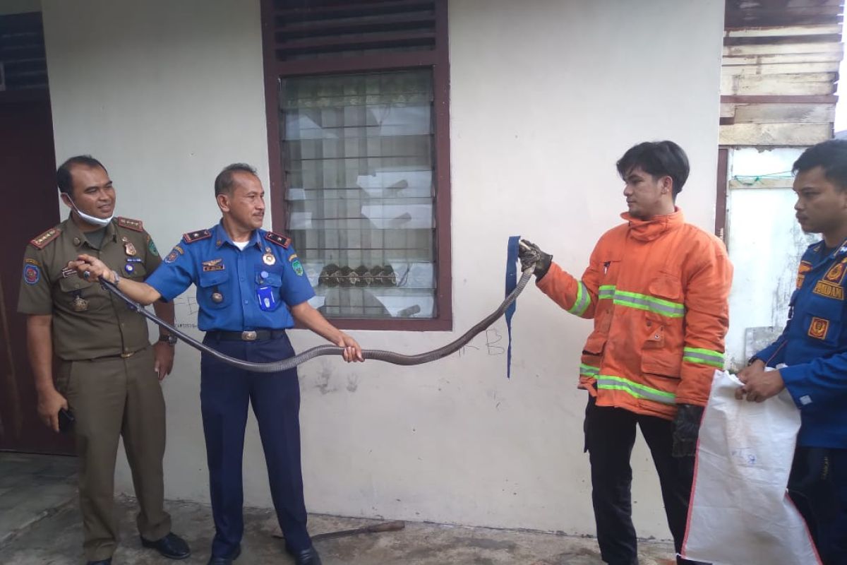 King cobra dua meter masuk rumah di Asrama Polisi, petugas Damkar Pasaman selamatkannya