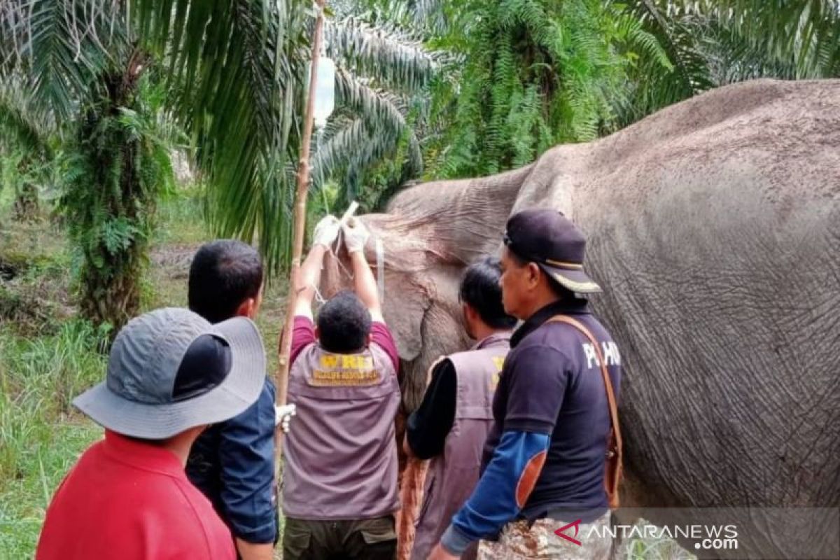 Ada gajah liar sakit di Inhu, ini yang dilakukan tim