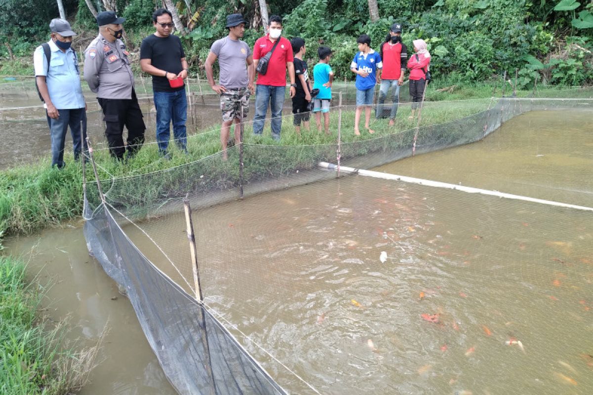 Sempat kelimpungan, budi daya ikan koi di Limapuluh Kota mulai dilirik investor