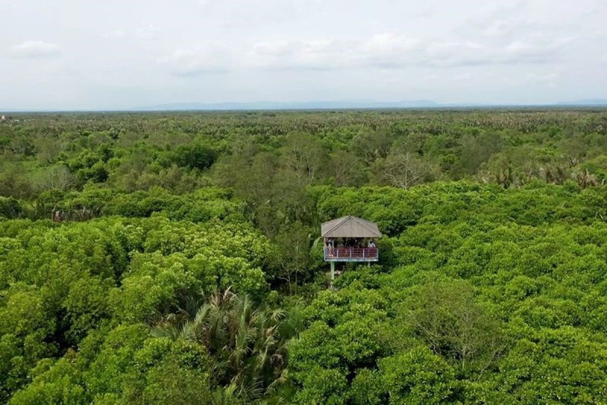 DLH: Kondisi mangrove di Kabupaten Cilacap makin membaik