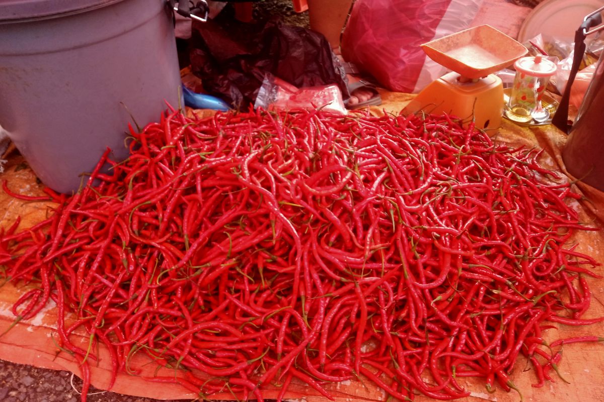 Harga cabai merah keriting di Pasaman naik drastis