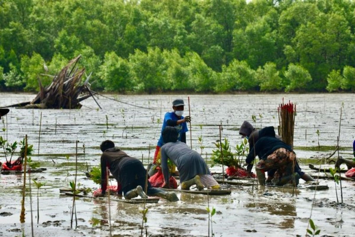 KKP dorong penanaman mangrove di wilayah rawan abrasi kawasan pesisir nusantara