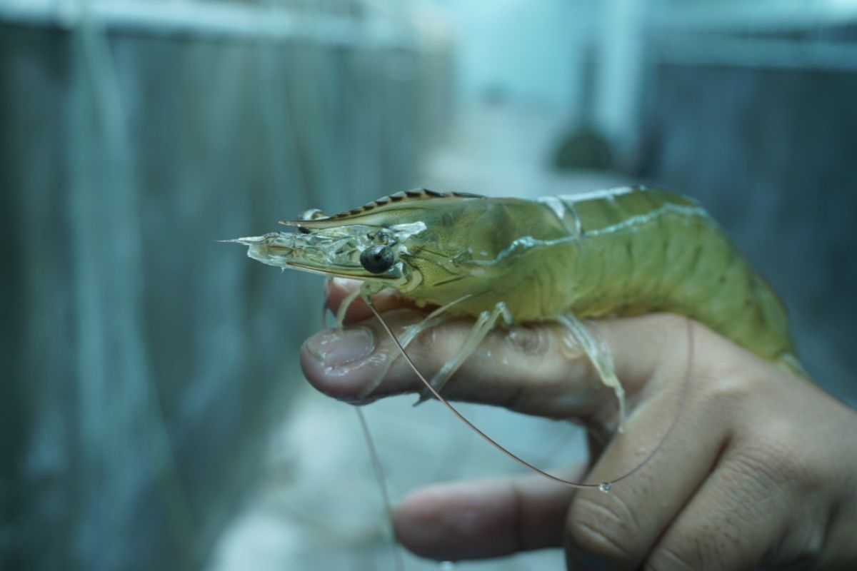 Pemkab Pekalongan dorong petani kembangkan udang vaname