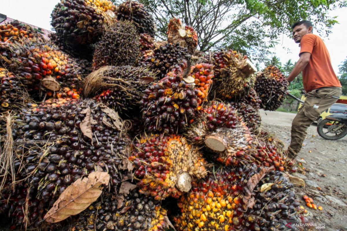 Harga CPO naik Rp974 menjadi Rp13.782 per kilogram