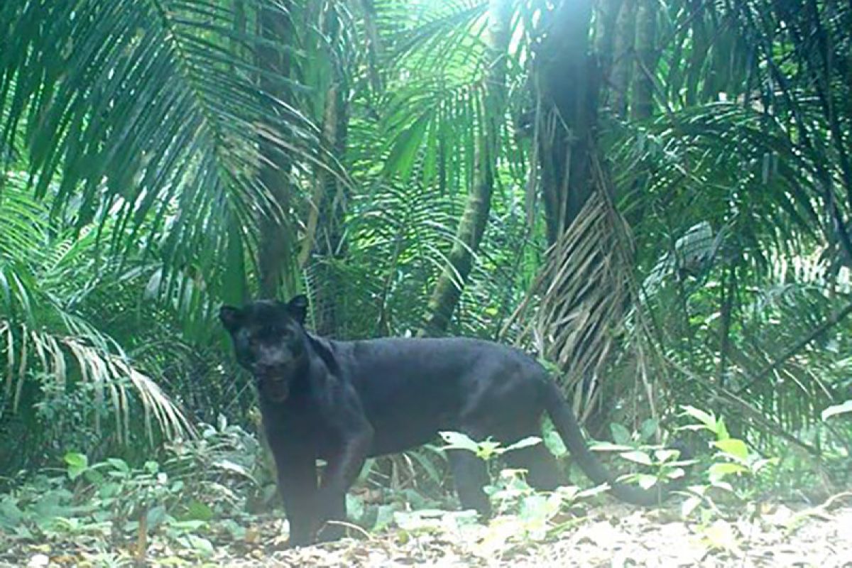 Belasan macan kumbang hidup di Nusakambangan