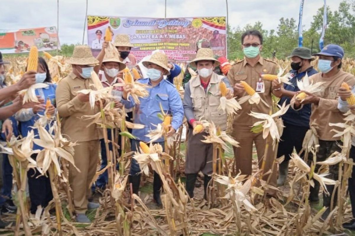 Pemkab Bartim tambah luas tanam jagung