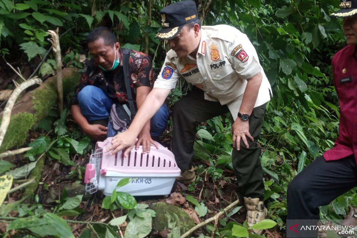 Tikus langka itu, telah mendapat kebebasan usai dilepasliarkan Wabup Agam ke CA Maninjau