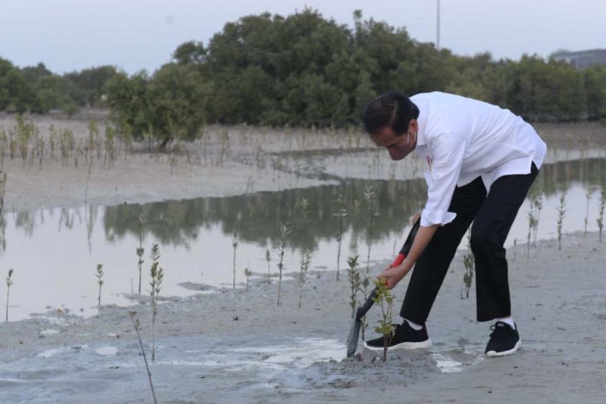 Jokowi tanam mangrove di Abu Dhabi