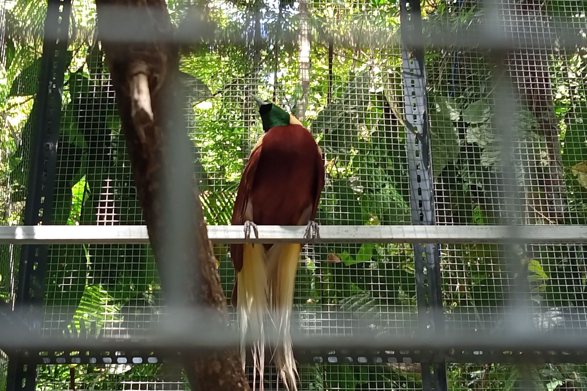 Polisi tangkap warga pelihara burung Cenderawasih