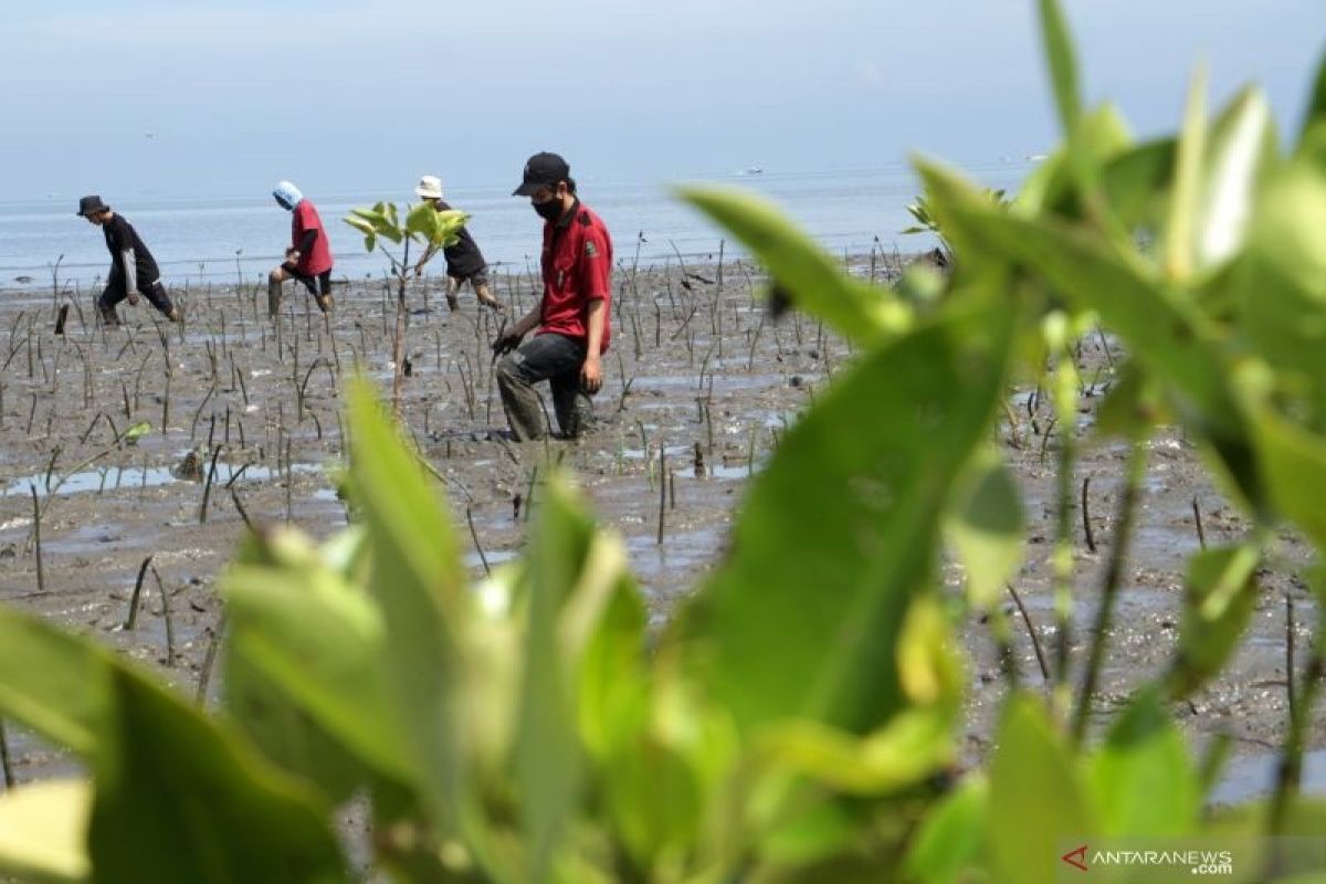 KNTI dorong percepatan dan perluasan pemulihan ekosistem mangrove di berbagai daerah