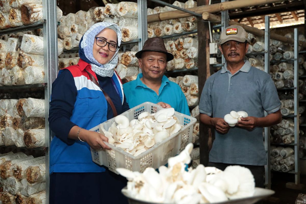 Kisah mitra binaan Pertamina, gagal beternak ayam malah mujur berbisnis jamur