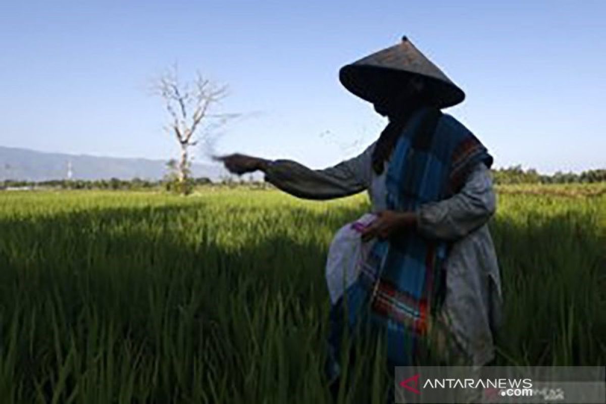 Petani Pesisir Selatan minta pemerintah carikan solusi terkait kelangkaan pupuk subsidi