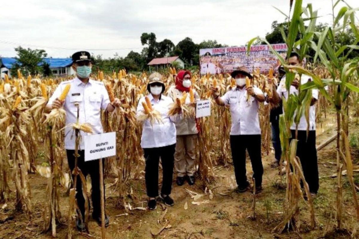 Bupati Gumas optimis target pengembangan jagung 2021 tercapai