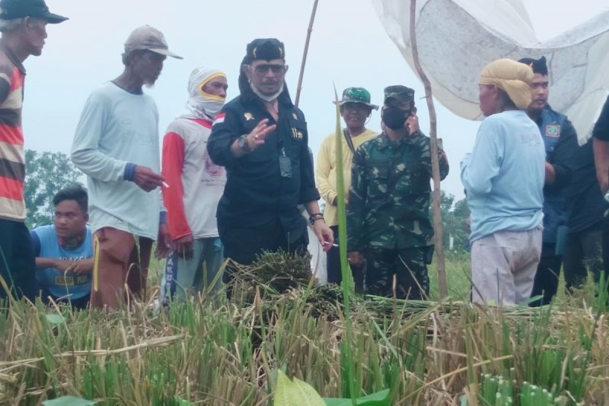 Mentan ajak petani Karawang untuk terapkan tiga kali panen dalam setahun