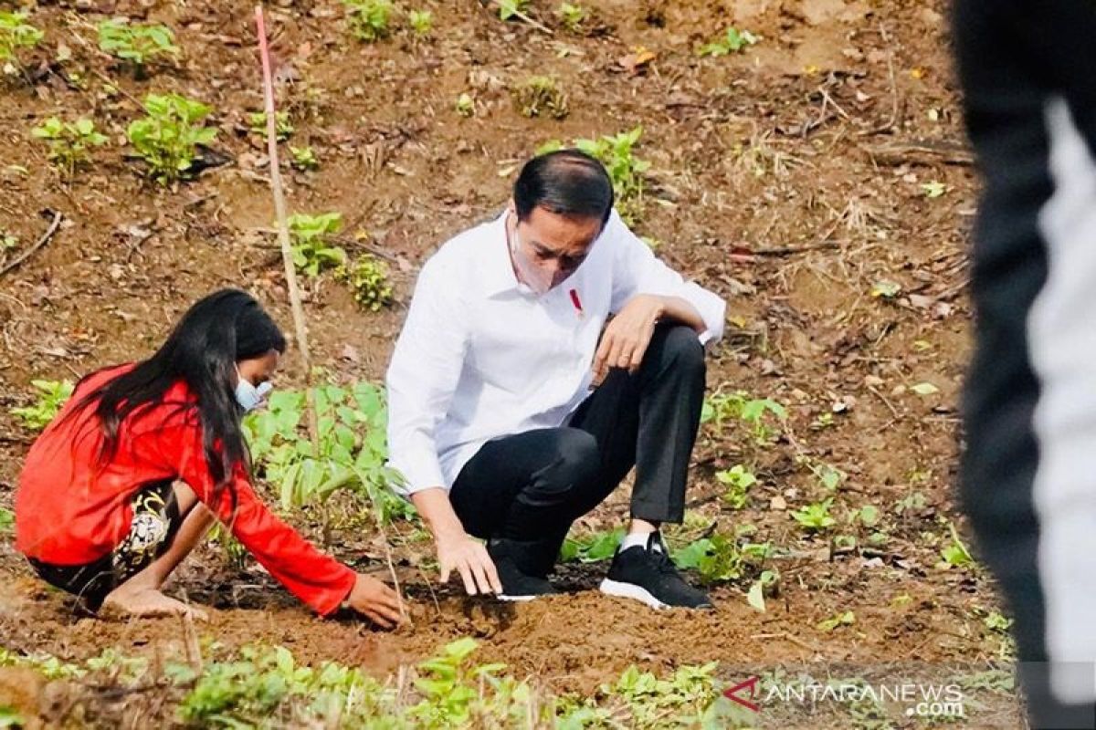 Presiden RI Joko Widodo tanam pohon bersama masyarakat NTB