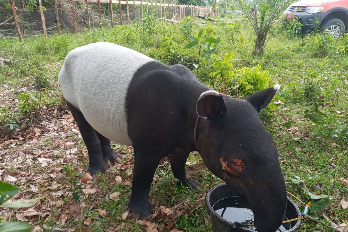 BB KSDA Riau evakuasi Tapir terluka di Kuansing