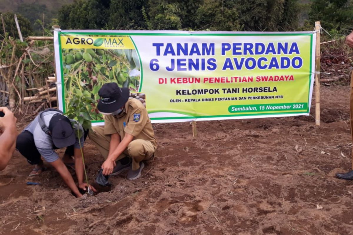 Kelompok tani Horsela Sembalun tanam perdana 6 varietas alpukat