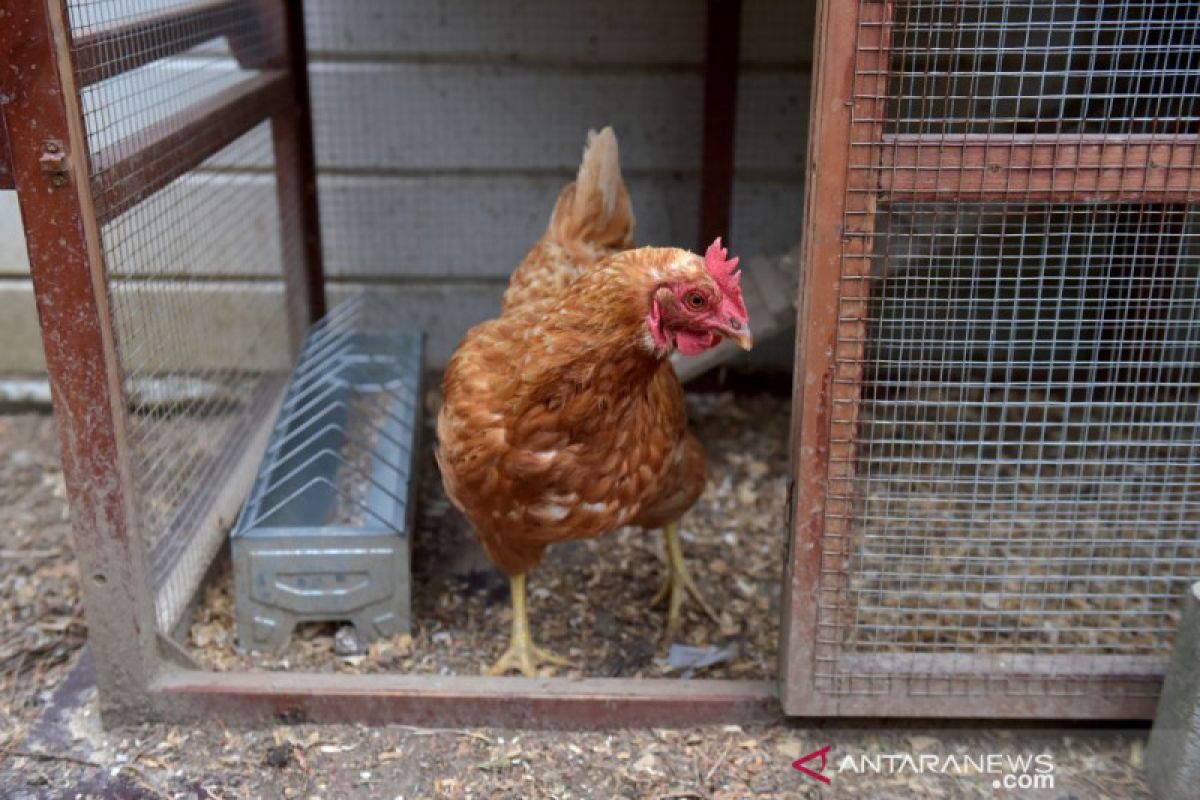 Belgia laporkan wabah flu burung yang sangat menular